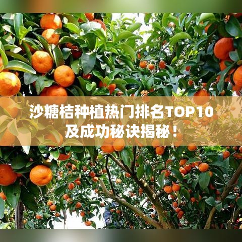 沙糖桔种植热门排名TOP10及成功秘诀揭秘!