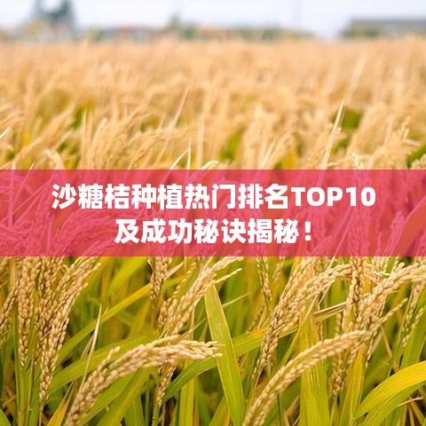 沙糖桔种植热门排名TOP10及成功秘诀揭秘!