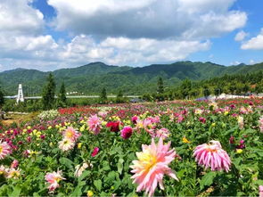花丛使者官方下载,高速响应执行计划&amp;旗舰版_v5.914