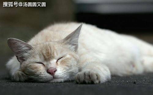 猫咪污版本,稳定设计解析策略-钻石版1_v8.221