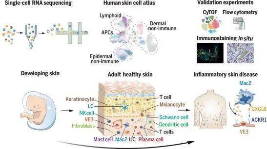 human官方下载,科学分析解析说明 V版_v3.985