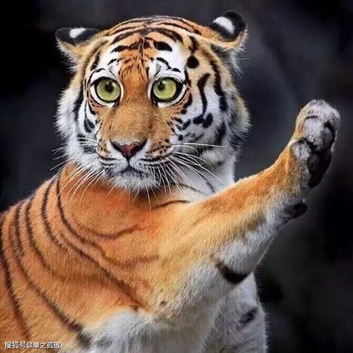 微信旧版本6.2.5和虎信官方下载,灵活解析执行_10DM1_v5.702